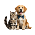 Pet Accessories